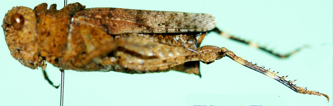 Tmetonota rugosa