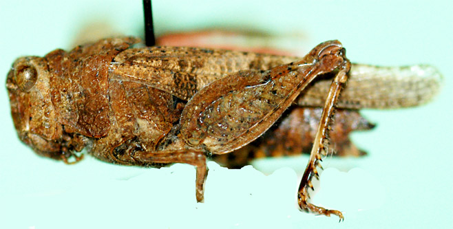 Tmetonota terrosa