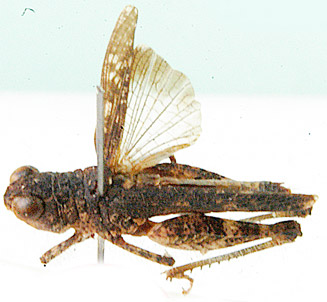 Zimbabwea saxicola