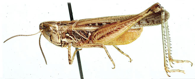 Crucinotacris cruciata