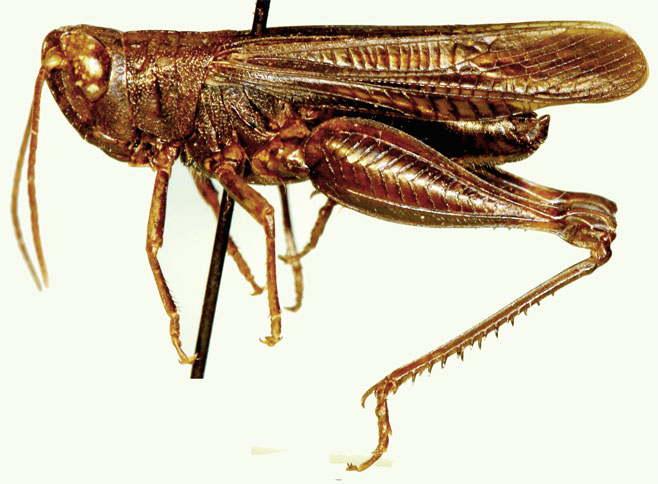 Pseudoarcyptera bechuana