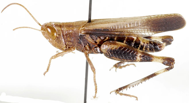 Pseudoarcyptera bolivari