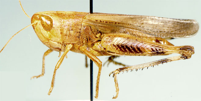 Pseudoarcyptera bolivari