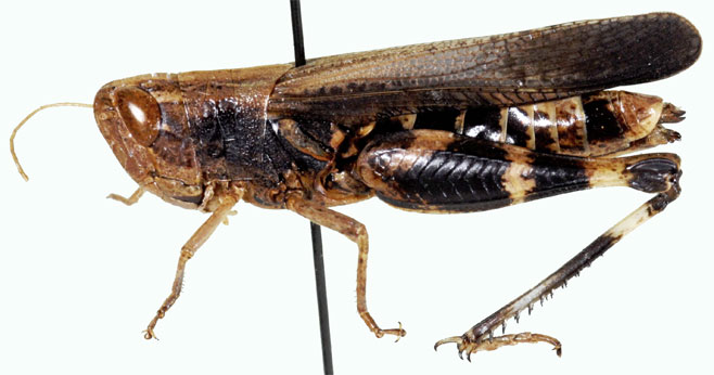 Pseudoarcyptera carvalhoi