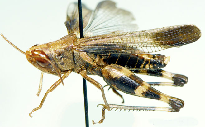 Pseudoarcyptera carvalhoi