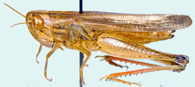 Pseudoarcyptera cephalica