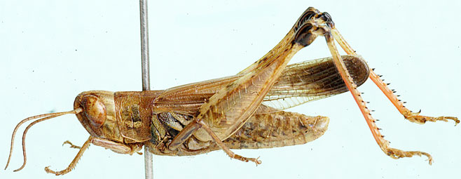 Pseudoarcyptera cephalica