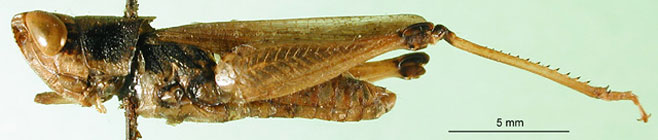 Rhaphotittha levis