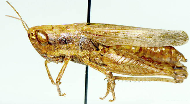 Rhaphotittha levis