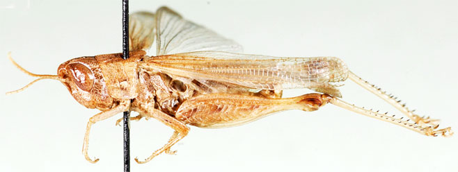 Rhaphotittha platypternoides 