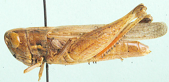 Rhaphotittha platypternoides 