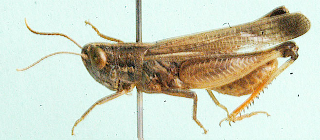 Rhaphotittha platypternoides 