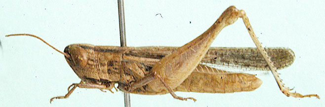 Rhaphotittha vitripennis