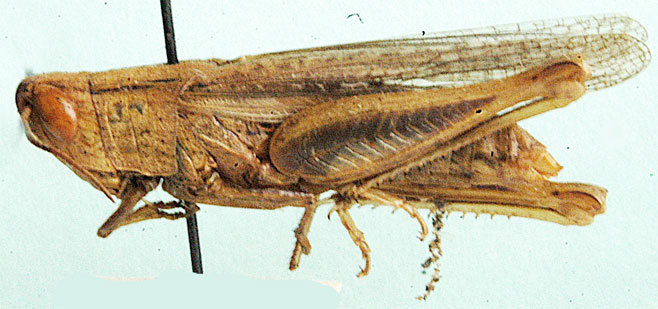 Rhaphotittha vitripennis