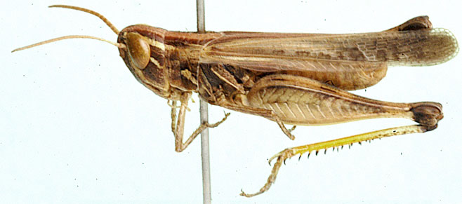 Aulacobothrus dorsatus
