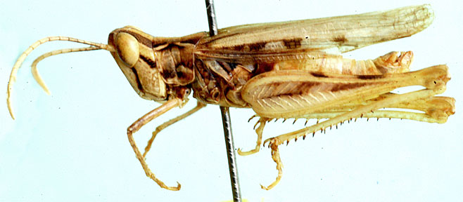 Karruhippus albicornis