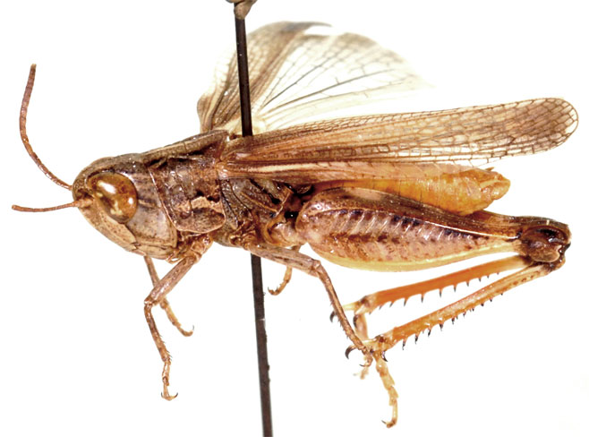 Dnopherula crassipes