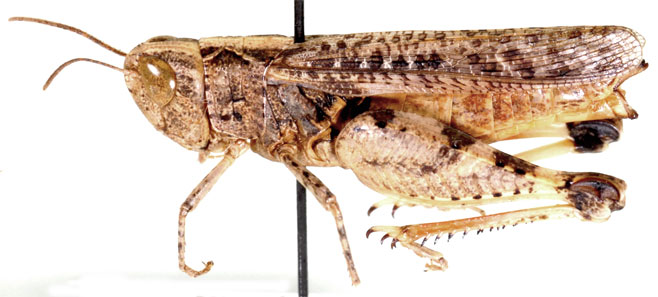 Dnopherula crassipes