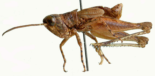 Acocksacris geyeri
