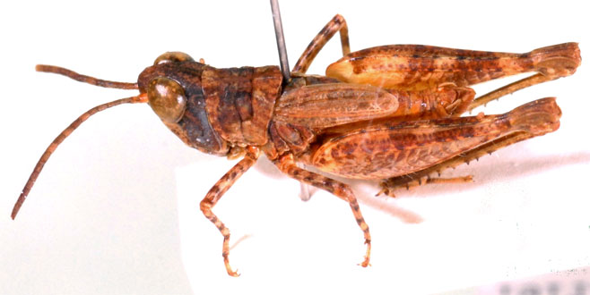 Acocksacris geyeri