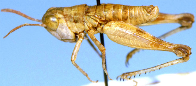 Acocksacris namibensis