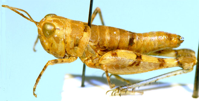 Acocksacris namibensis