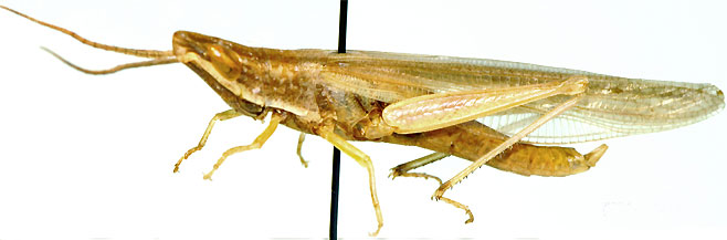 Brachycrotaphus tryxalicerus