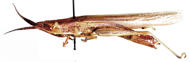 Brachycrotaphus tryxalicerus