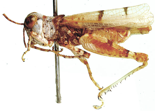 Brainia hirsuta