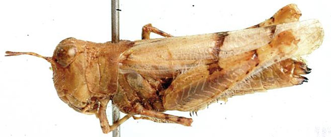 Brainia hirsuta