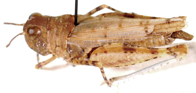 Brainia holmi