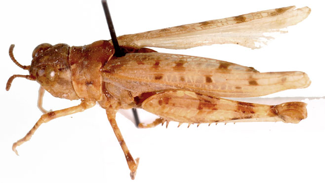 Brainia holmi
