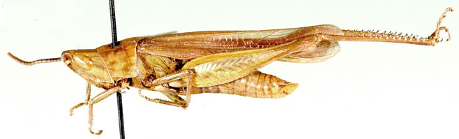 Diablepia viridis
