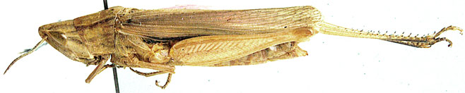 Diablepia viridis