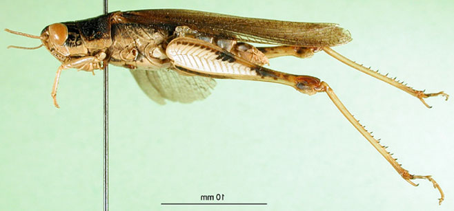 Faureia milanjica