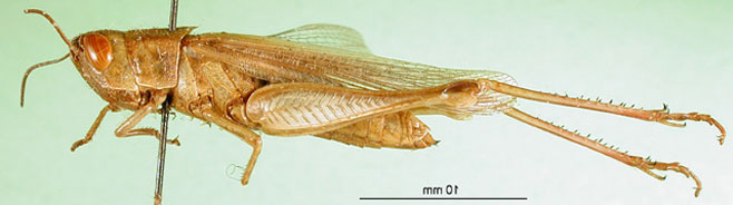 Faureia milanjica
