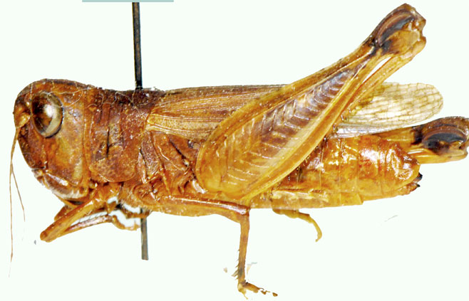 Pseudogmothela media