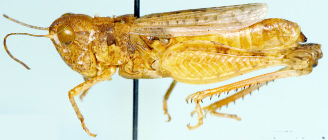Pseudogmothela pallida