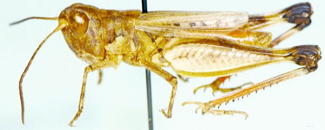 Pseudogmothela pallida