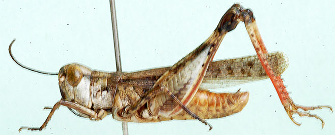 Pseudogmothela rehni