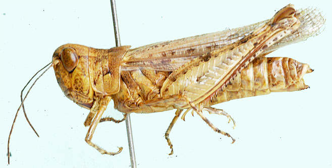 Pseudogmothela rehni
