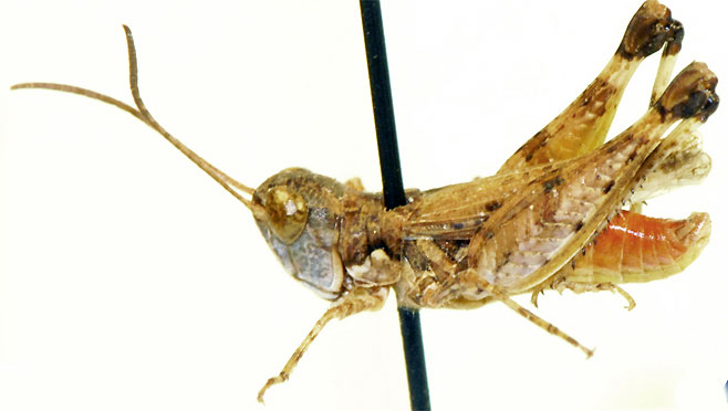 Pseudogmothela stauronotus