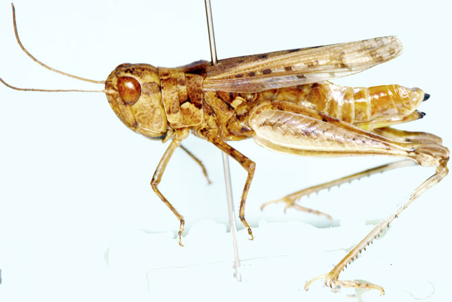 Pseudogmothela stauronotus