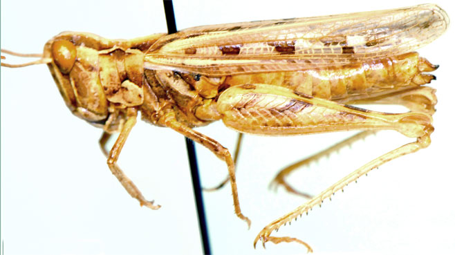 Lounsburyna capensis