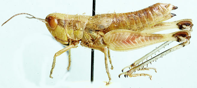 Ovambohippus anderssoni
