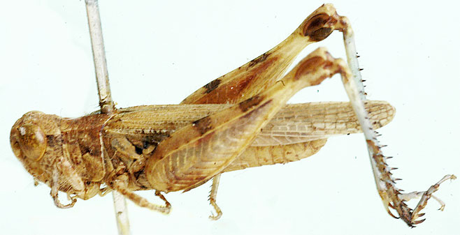 Paragymnobothrus rectus