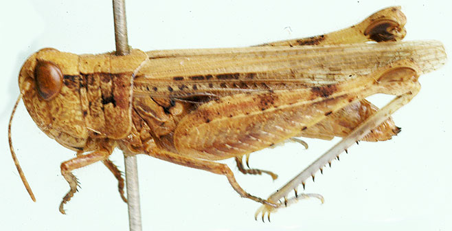 Paragymnobothrus rectus