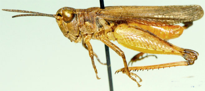Paragymnobothrus rufipes
