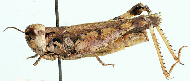 Paragymnobothrus rufipes