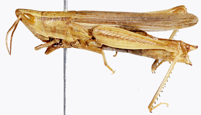 Platypternodes brevipes